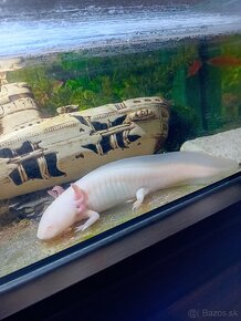 Predam axolotl - 4