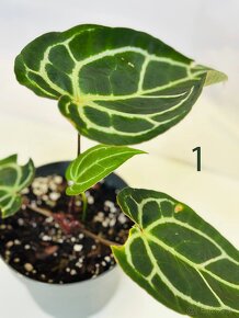 Anthurium clarinervium - 4