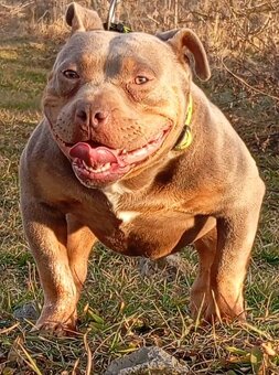 American bully pocket - 4