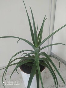 Dracena yuka 100cm vysoká - 4