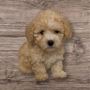 Maltipoo, maltipo - 4