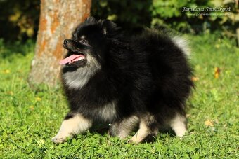 Pomeranian - štěňátka s PP FCI, Brno - 4