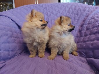 Špic, nemecký špic , oranžový špic, pomeranian - 4