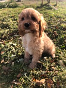 Cavapoo , kavapoo - 4