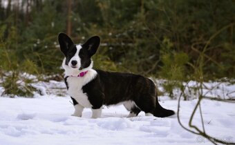 Welsh Corgi Cardigan Krásna FCI dievčina - 4