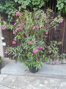 Oleander - 4