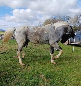 APH APHA PAINT HORSE ŽREBEC pripúšťanie - 4