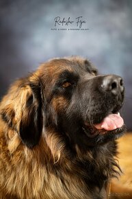 Leonberger bez PP ponuka krytia - 4