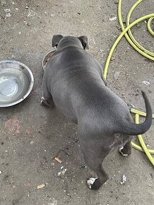 American bully standart - 4