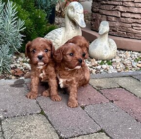 Cavapoo,Pudel,cavalier - 4