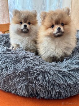 Pomeranian - 4