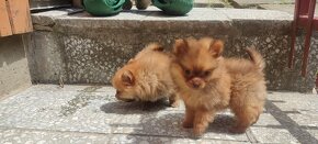 Špic oranžový pomeranian šteňatá k odberu ihneď. - 4