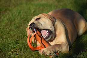 boerboel Ballotada - 2 krásné feny -6měsíců - 4