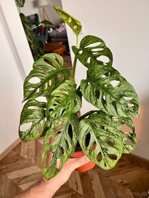 Monstera adansonii mint - 4