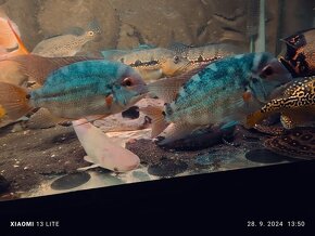 Crenicichla lugubris Xingu 1 - 4