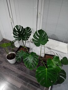 Monstera - 4