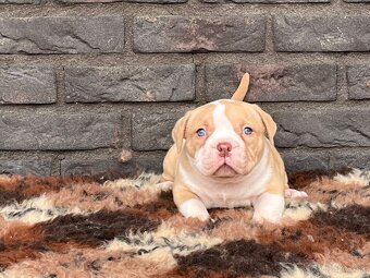 American bully pocket s PP - 4