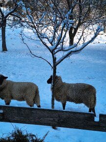 Predám 10 mesačnú ovečky. - 4