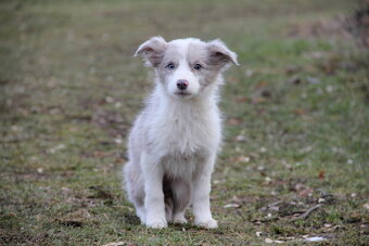 Border kólia,border collie,borderka bez PP - 4