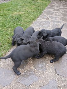 Darujem krizencov bradáč stredný a labrador - 4