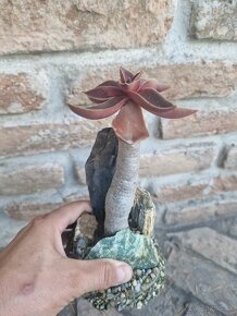 Echeveria atropurpurea bonsai - 4