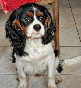 Cavalier King Charles španiel - 4