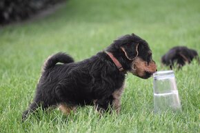 Welsh terrier s PP - 4