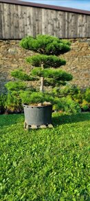 Záhradné bonsaje NIWAKI Pinus nigra - 4