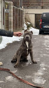 American bully - 4