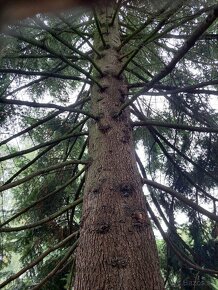 Kmeň jedľe bielej (abies alba) - 4