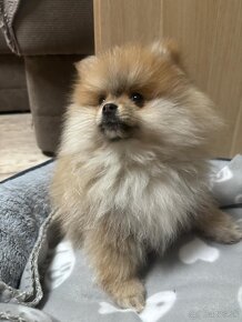 Pomeranian alebo Nemecký trpaslíči špic - 4