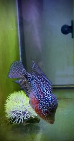 Flowerhorn Č.3 - 4