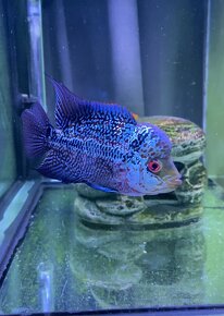 Flowerhorn Č.3 - 4