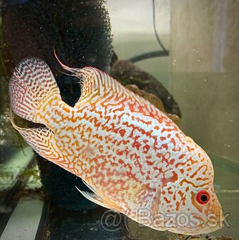 Flowerhorn Full mask - 4