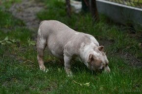 American Bully - 4