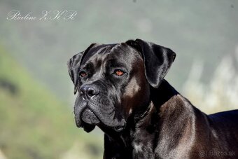 Cane Corso štěňata s FCI PP - 4