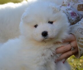 Samojed s PP FCI- LA TORRE ROJA - 4