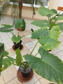 Alocasia slonie ucho - 4