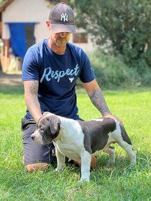 American Bully Pocket - 4