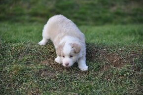 Border kólia/Border Collie/ - 4