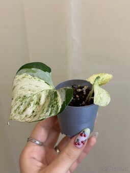 Pothos Epipremnum ‘Happy Leaf’ - 4