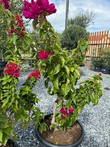 Predám Bougainvillea Color MIX – 30-litrové Bugenvilia - 4