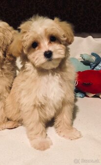 Maltipoo - 4