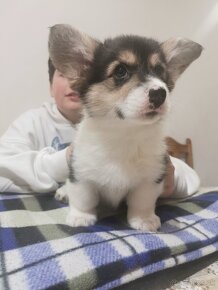 Welsh corgi pembroke - 4