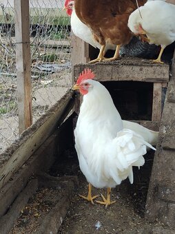 Leghorn - 4