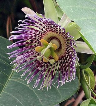 Passiflora (Mučenka) - semená - 4