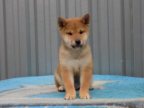 Shiba inu s PP - 4