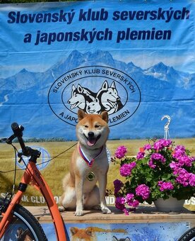 Shiba  inu s PP - 4