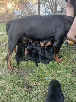 Rotvajler, rottweiler, rtw - 4