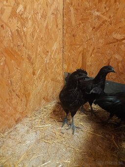 Ayam Cemani - 4